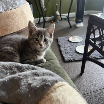 Rescue Domestic Short Hair Cats for Adoption in Evansville, Indiana - Ryker | PetCurious