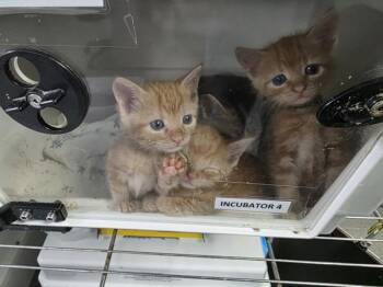 Jogger -  Domestic Short Hair Cat for Adoption - Jogger | PetCurious