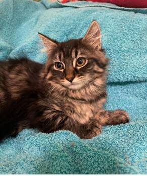 Domestic Long Hair and Tabby Cats Available for Adoption - Marne River | PetCurious