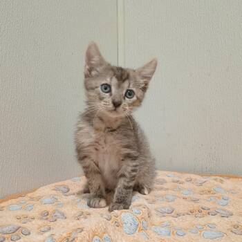 Lola -  Domestic Short Hair Cat for Adoption in Clearwater, Florida - Lola | PetCurious