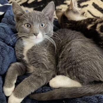 Rocky -  Domestic Short Hair Cat for Adoption in Mastic, New York - Rocky | PetCurious