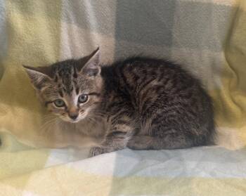 Domestic Short Hair Cats Available for Adoption in Dickson, Tennessee - Cordelia | PetCurious