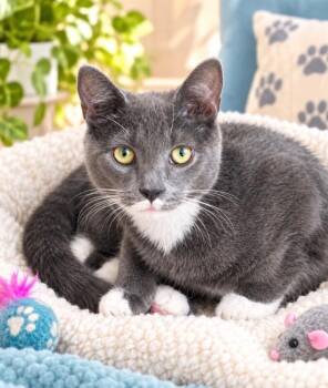 Sissy -  Domestic Short Hair Cat for Adoption in North Babylon, New York - Sissy | PetCurious
