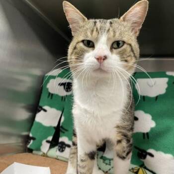 Ricky Bobby -  Domestic Short Hair Cat for Adoption in Wheaton, Illinois - Ricky Bobby | PetCurious