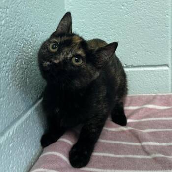 Lolita -  Domestic Short Hair Cat for Adoption in Spruce Pine, North Carolina - Lolita | PetCurious