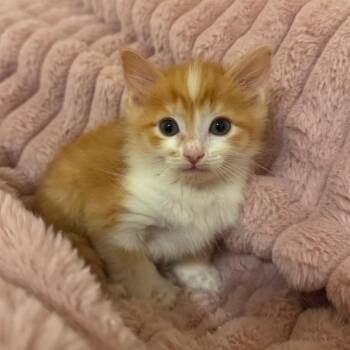 Cyrus -  Domestic Medium Hair Cat for Adoption in Cumming, Georgia - Cyrus | PetCurious