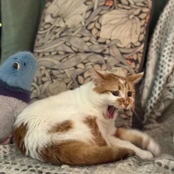 Domestic Short Hair Cats Available for Adoption - Georgia | PetCurious