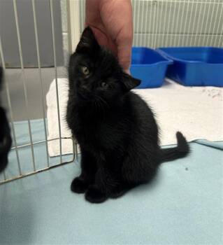 POETATER -  Domestic Short Hair Cat for Adoption in Geneva, Illinois - POETATER | PetCurious