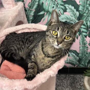 Kit-Kat -  Domestic Short Hair Cat for Adoption in Cortland, Ohio - Kit-Kat | PetCurious