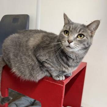 Arceus -  Domestic Short Hair Cat for Adoption in Springfield, Illinois - Arceus | PetCurious