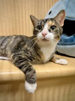 Phoebe -  Domestic Short Hair Cat for Adoption in Worcester, Massachusetts - Phoebe | PetCurious