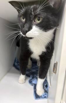 Domestic Short Hair Cats Available for Adoption in Rochester, Indiana - Warren | PetCurious