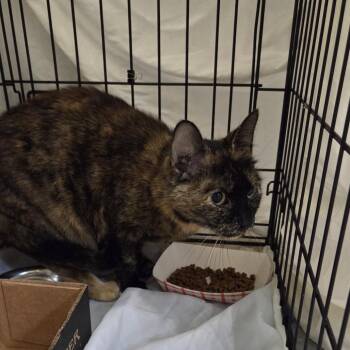 Domestic Short Hair Cats Available for Adoption in Branson, Missouri - Carrie Underpaws | PetCurious