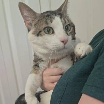 George -  Domestic Short Hair Cat for Adoption in Jarrettsville, Maryland - George | PetCurious