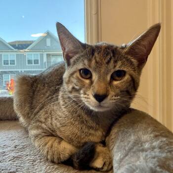 Rescue Domestic Short Hair Cats for Adoption in Delaware, Ohio - Mrs. Potato Head | PetCurious