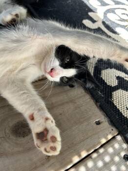 CL - Chase -  Domestic Short Hair Cat for Adoption in Dawson, Georgia - CL - Chase | PetCurious