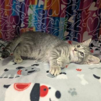 Chandler -  Domestic Short Hair Cat Available for Adoption - Chandler | PetCurious