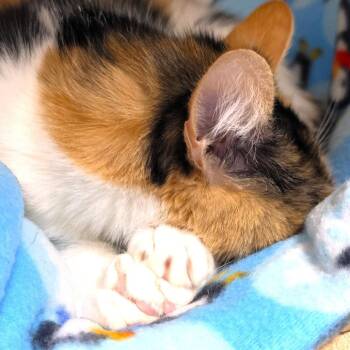 Mars -  Domestic Short Hair Cat for Adoption in Michigan City, Indiana - Mars | PetCurious