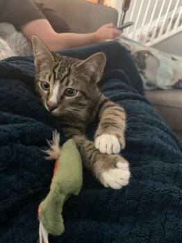 Domestic Short Hair Cats Available for Adoption - Prescription | PetCurious