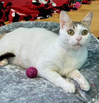 Rescue Domestic Short Hair Cats for Adoption in Monroe, North Carolina - DAVE - White/Tabby Adult Male - Blind | PetCurious