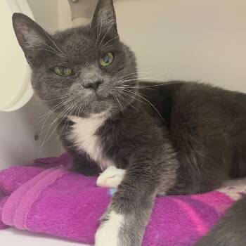 Rescue Russian Blue Cats for Adoption in Bountiful, Utah - Alana | PetCurious