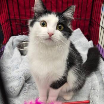 Bikini -  Domestic Long Hair Cat for Adoption in Warwick, Rhode Island - Bikini | PetCurious