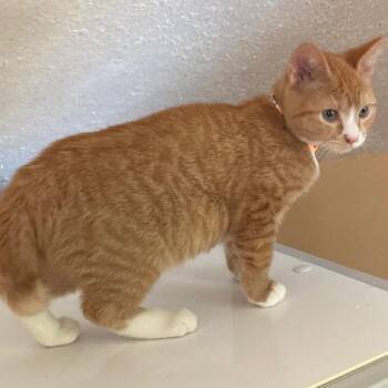 Nacho - Little Orange Cutie -  Tabby and Manx Cat for Adoption in Hoquiam, Washington - Nacho - Little Orange Cutie | PetCurious