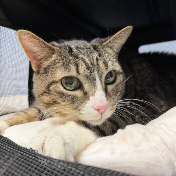 Domestic Short Hair Cats Available for Adoption - Bella | PetCurious