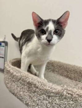 Rescue Domestic Short Hair Cats for Adoption in Capshaw, Alabama - LANCE | PetCurious