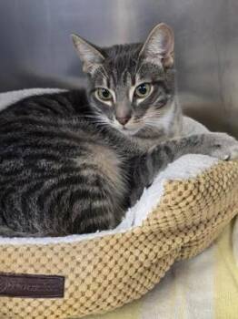 Chrome -  Domestic Short Hair Cat for Adoption in Roseville, California - Chrome | PetCurious