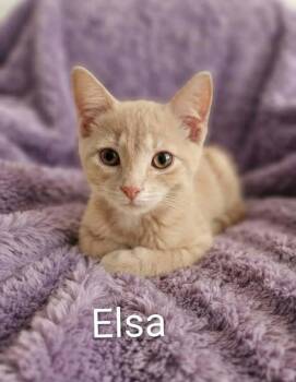 Elsa -  Tabby Cat for Adoption in Wyandotte, Michigan - Elsa | PetCurious