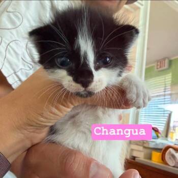 Changua -  Domestic Short Hair Cat for Adoption in Tampa, Florida - Changua | PetCurious