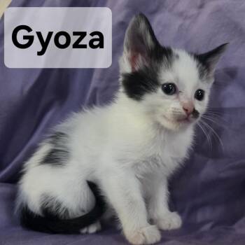 Gyoza -  Domestic Short Hair Cat for Adoption in Webster, Texas - Gyoza | PetCurious