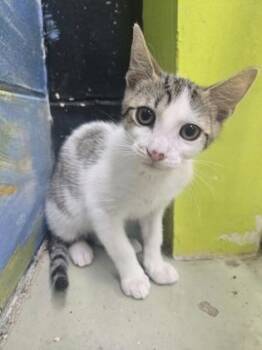 Simon -  Domestic Short Hair Cat for Adoption in Savannah, Georgia - Simon | PetCurious