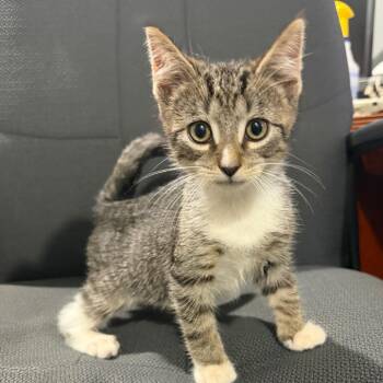 Burrito -  Domestic Short Hair Cat for Adoption in Wappingers Falls, New York - Burrito | PetCurious