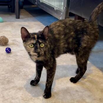 Prada -  Domestic Short Hair Cat for Adoption in Jamestown, North Dakota - Prada | PetCurious