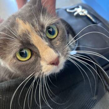 Mochi -  Domestic Long Hair Cat for Adoption in Kingman, Arizona - Mochi | PetCurious