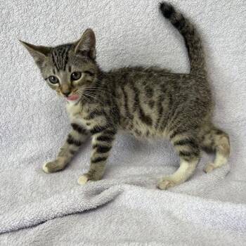 Audi -  Domestic Short Hair Cat for Adoption in Valdosta, Georgia - Audi | PetCurious