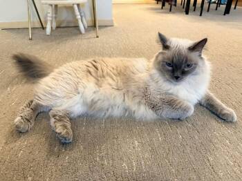 Lucky -  Siamese Cat for Adoption in Billings, Montana - Lucky | PetCurious