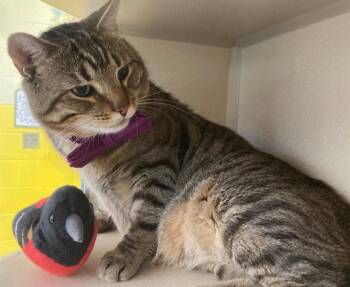 Domestic Short Hair Cats Available for Adoption - OSCAR | PetCurious