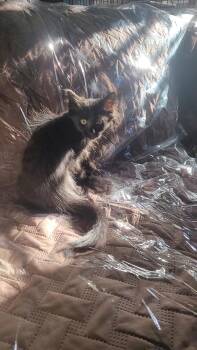BUNGO -  British Longhair and Maine Coon Cat for Adoption in Escalon, California - BUNGO | PetCurious