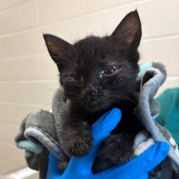 Circe -  Domestic Short Hair Cat for Adoption in Council Bluffs, Iowa - Circe | PetCurious