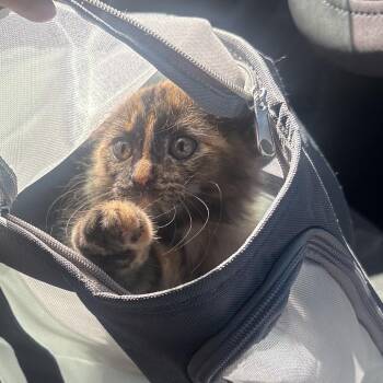 Cali -  Domestic Medium Hair Cat for Adoption in Greensboro, North Carolina - Cali | PetCurious