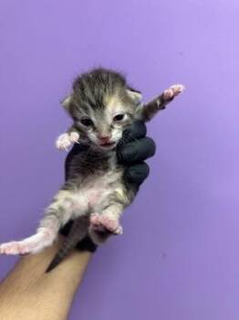 61597004 -  Domestic Short Hair Cat for Adoption in El Paso, Texas - 61597004 | PetCurious
