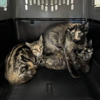 Sabrina -  Domestic Short Hair Cat for Adoption in Des Moines, Iowa - Sabrina | PetCurious