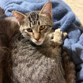 Rescue Domestic Short Hair Cats for Adoption in Garfield, Arkansas - Dior | PetCurious