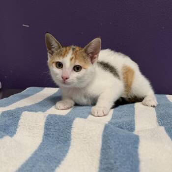 Domestic Short Hair Cats Available for Adoption in Englewood, Florida - Pukka | PetCurious