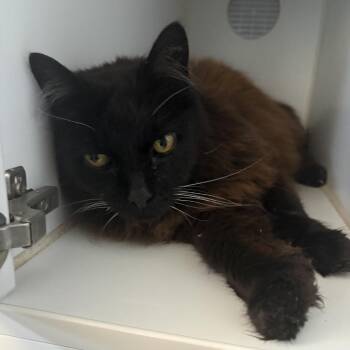 Sirius Black -  Domestic Long Hair Cat for Adoption in Grass Valley, California - Sirius Black | PetCurious
