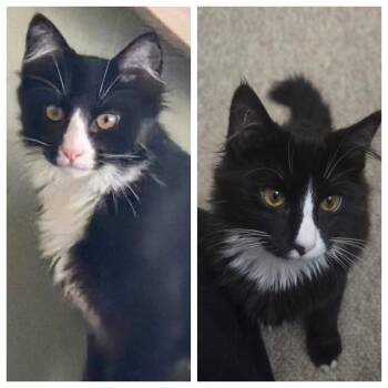 Rescue Domestic Long Hair Cats for Adoption in Cranford, New Jersey - Ethan And Aiden | PetCurious