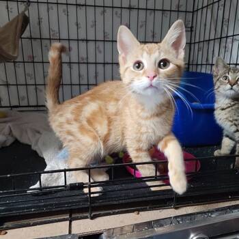 Rescue Domestic Short Hair Cats for Adoption in Monroe, Michigan - Freddy Kruegar | PetCurious